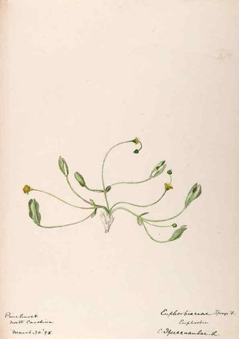Reproducción/Reproduction 48789033992: [Water-color sketches of plants of North America and Europe]. . 