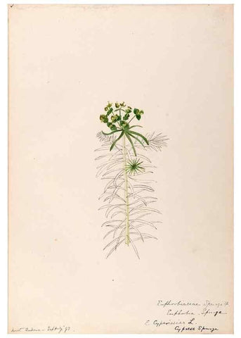 Reproducción/Reproduction 48789034382: [Water-color sketches of plants of North America and Europe]. . 