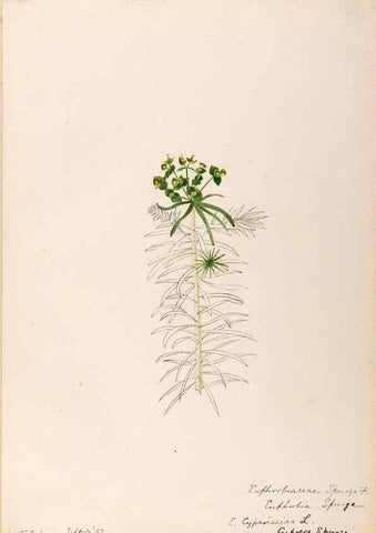 Reproducción/Reproduction 48789034382: [Water-color sketches of plants of North America and Europe]. . 
