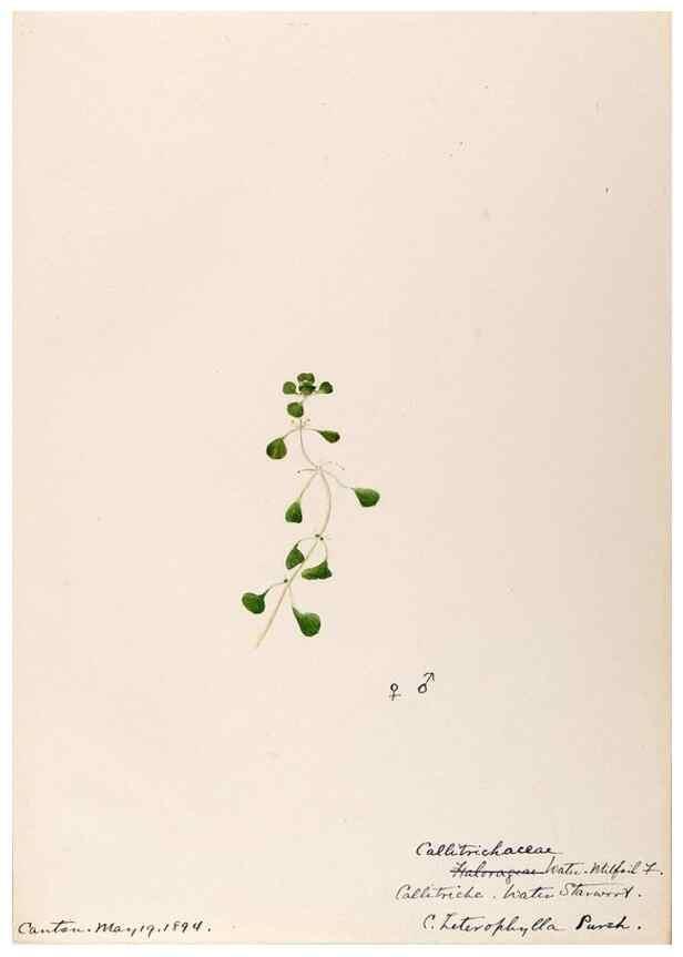 Reproducción/Reproduction 48789034692: [Water-color sketches of plants of North America and Europe]. . 