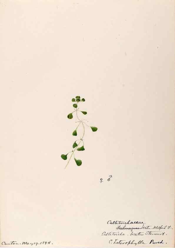 Reproducción/Reproduction 48789034692: [Water-color sketches of plants of North America and Europe]. . 