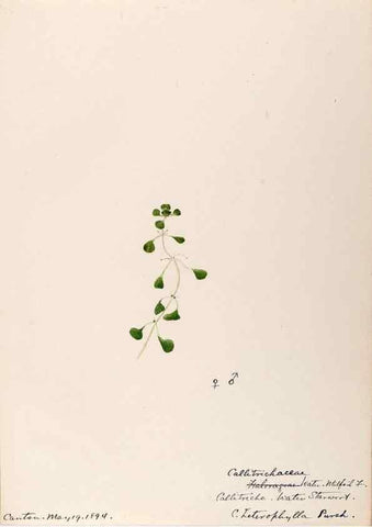Reproducción/Reproduction 48789034692: [Water-color sketches of plants of North America and Europe]. . 