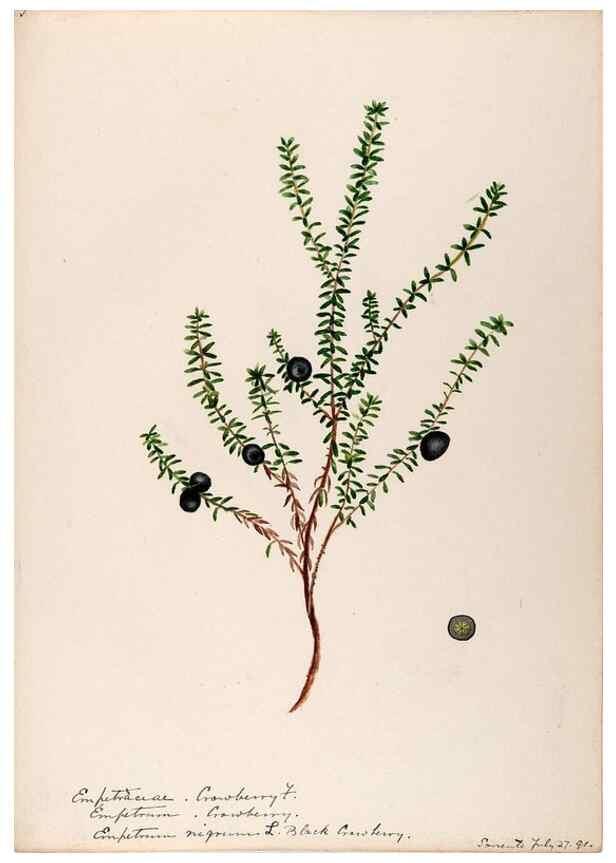 Reproducción/Reproduction 48789035122: [Water-color sketches of plants of North America and Europe]. . 