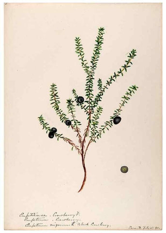 Reproducción/Reproduction 48789035122: [Water-color sketches of plants of North America and Europe]. . 