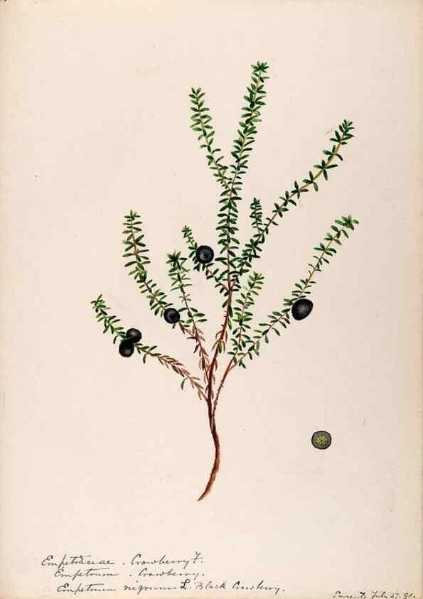 Reproducción/Reproduction 48789035122: [Water-color sketches of plants of North America and Europe]. . 