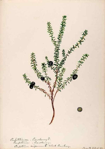 Reproducción/Reproduction 48789035122: [Water-color sketches of plants of North America and Europe]. . 