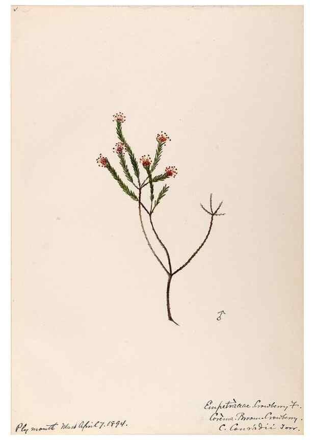 Reproducción/Reproduction 48789035612: [Water-color sketches of plants of North America and Europe]. . 