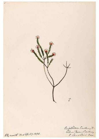 Reproducción/Reproduction 48789035612: [Water-color sketches of plants of North America and Europe]. . 