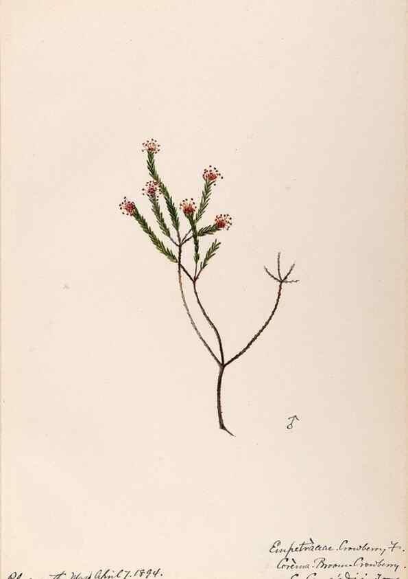 Reproducción/Reproduction 48789035612: [Water-color sketches of plants of North America and Europe]. . 