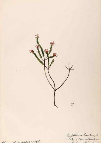 Reproducción/Reproduction 48789035612: [Water-color sketches of plants of North America and Europe]. . 