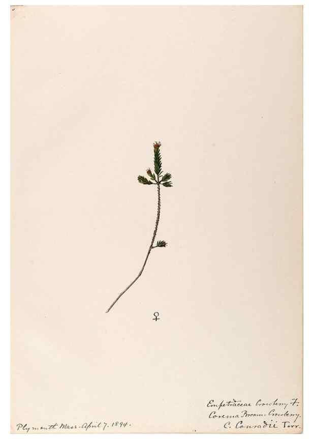 Reproducción/Reproduction 48788890286: [Water-color sketches of plants of North America and Europe]. . 