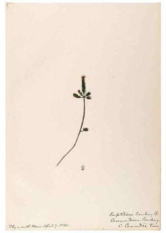 Reproducción/Reproduction 48788890286: [Water-color sketches of plants of North America and Europe]. . 