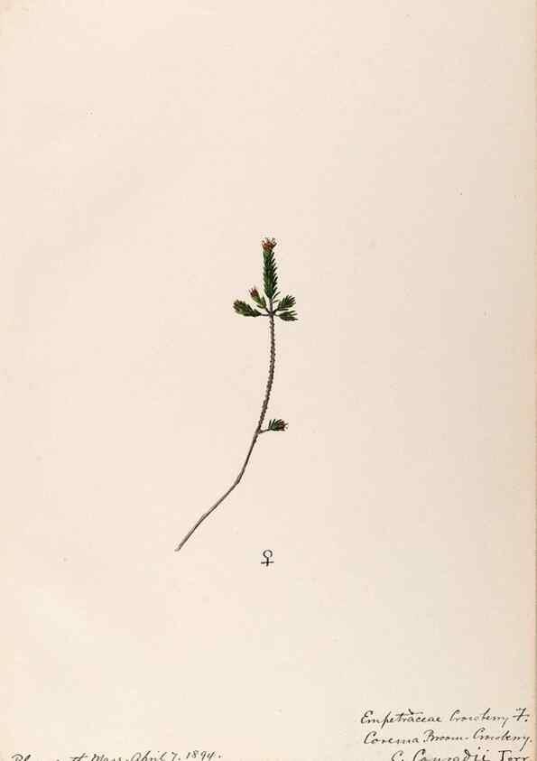 Reproducción/Reproduction 48788890286: [Water-color sketches of plants of North America and Europe]. . 