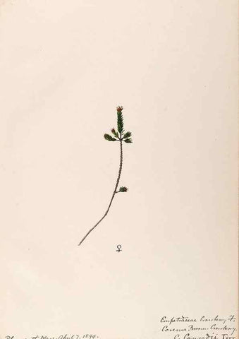 Reproducción/Reproduction 48788890286: [Water-color sketches of plants of North America and Europe]. . 