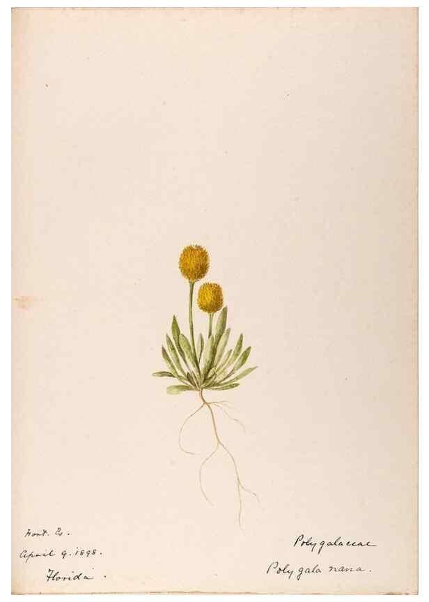 Reproducción/Reproduction 48789033327: [Water-color sketches of plants of North America and Europe]. . 