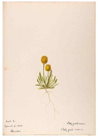Reproducción/Reproduction 48789033327: [Water-color sketches of plants of North America and Europe]. . 