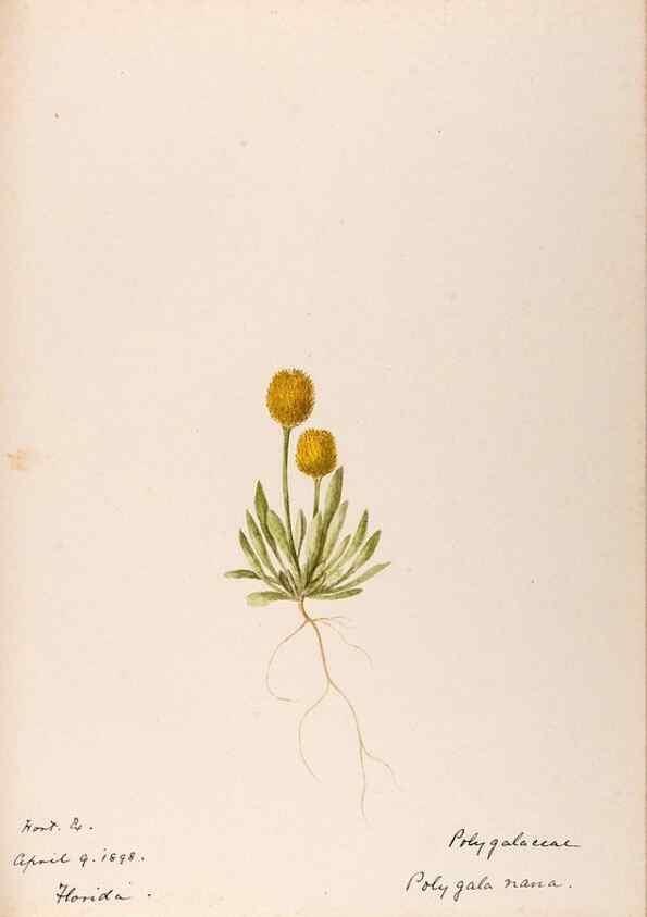 Reproducción/Reproduction 48789033327: [Water-color sketches of plants of North America and Europe]. . 