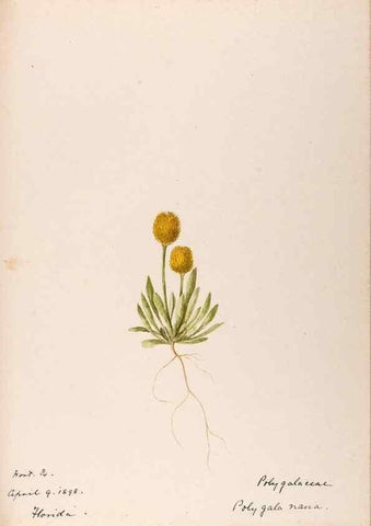 Reproducción/Reproduction 48789033327: [Water-color sketches of plants of North America and Europe]. . 