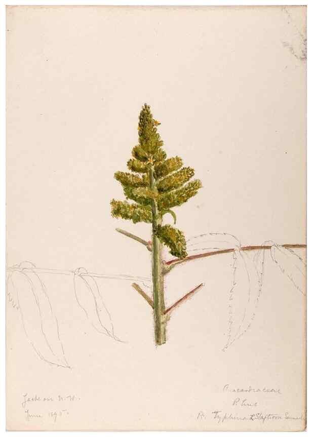 Reproducción/Reproduction 48789055212: [Water-color sketches of plants of North America and Europe]. . 