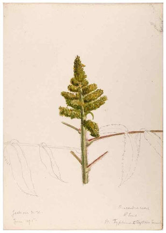Reproducción/Reproduction 48789055212: [Water-color sketches of plants of North America and Europe]. . 