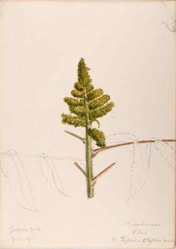 Reproducción/Reproduction 48789055212: [Water-color sketches of plants of North America and Europe]. . 