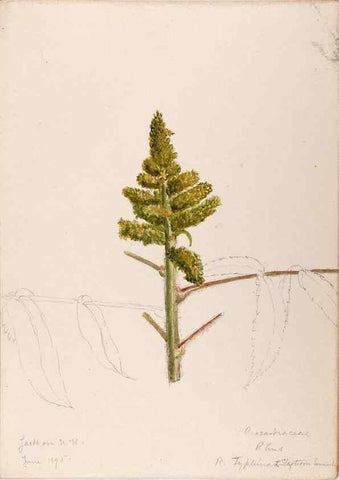 Reproducción/Reproduction 48789055212: [Water-color sketches of plants of North America and Europe]. . 