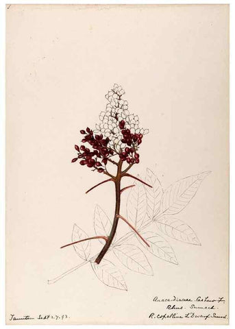 Reproducción/Reproduction 48788549208: [Water-color sketches of plants of North America and Europe]. . 
