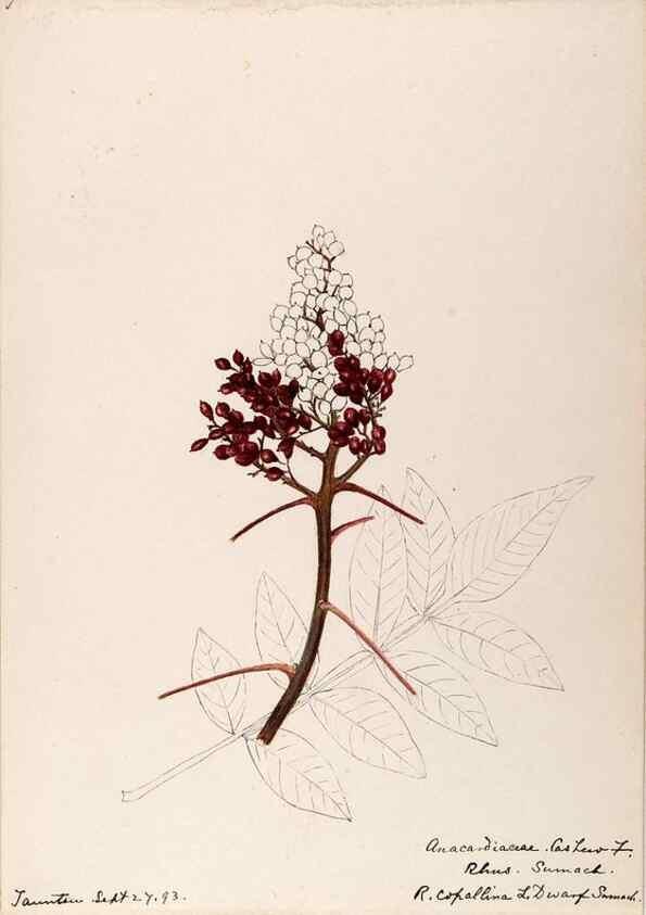 Reproducción/Reproduction 48788549208: [Water-color sketches of plants of North America and Europe]. . 