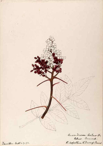 Reproducción/Reproduction 48788549208: [Water-color sketches of plants of North America and Europe]. . 