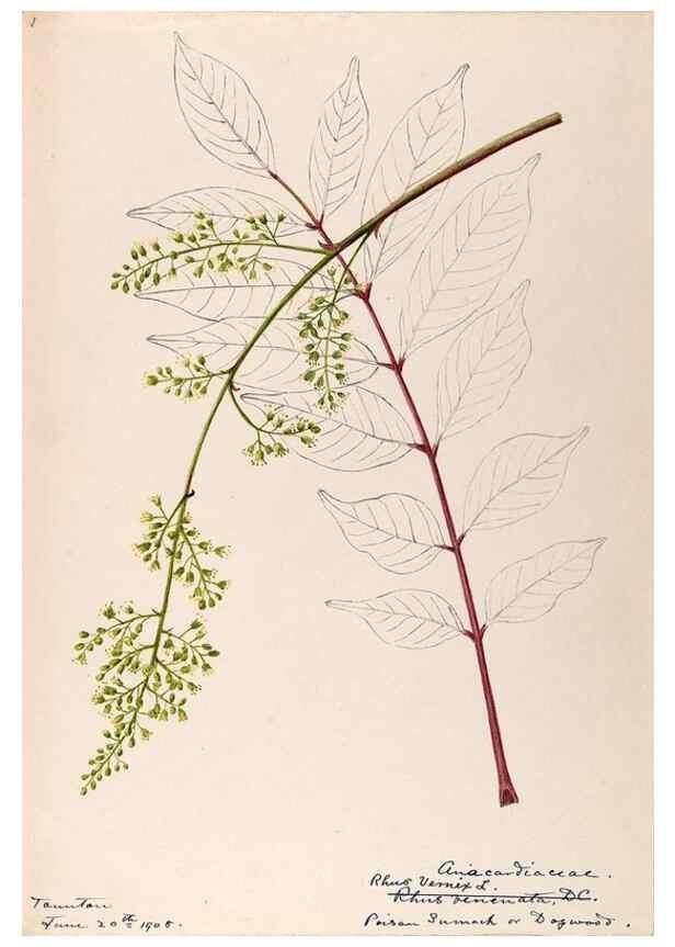 Reproducción/Reproduction 48788911006: [Water-color sketches of plants of North America and Europe]. . 