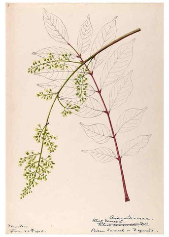 Reproducción/Reproduction 48788911006: [Water-color sketches of plants of North America and Europe]. . 