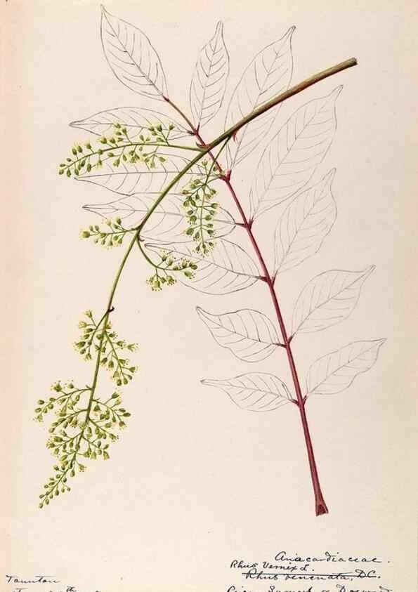 Reproducción/Reproduction 48788911006: [Water-color sketches of plants of North America and Europe]. . 