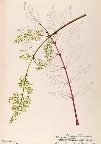 Reproducción/Reproduction 48788911006: [Water-color sketches of plants of North America and Europe]. . 