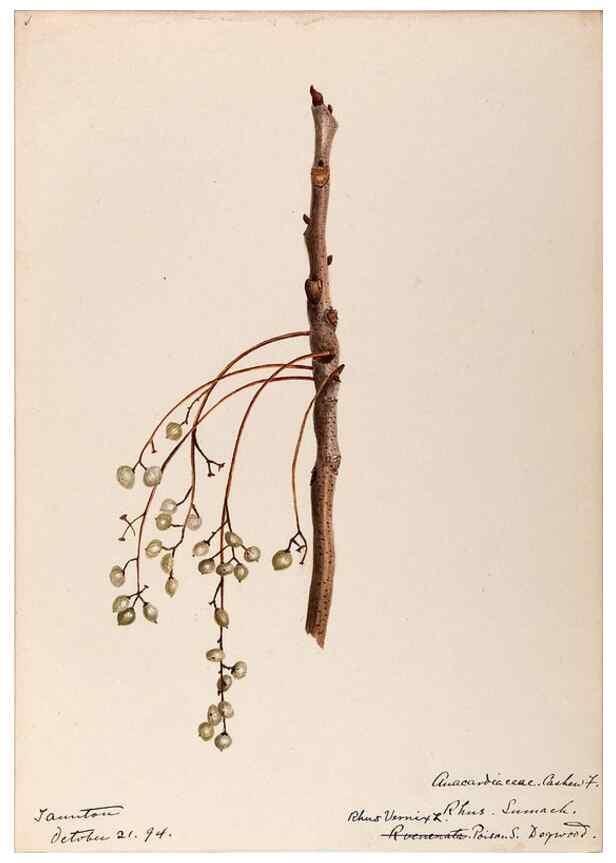 Reproducción/Reproduction 48788549788: [Water-color sketches of plants of North America and Europe]. . 