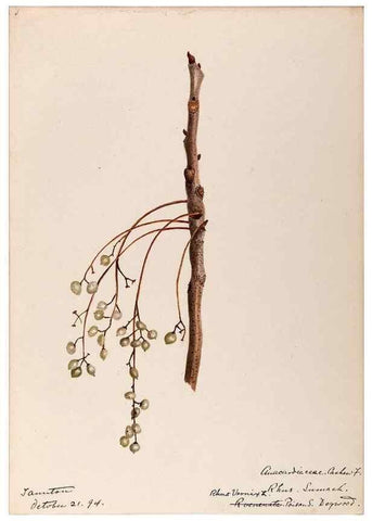 Reproducción/Reproduction 48788549788: [Water-color sketches of plants of North America and Europe]. . 