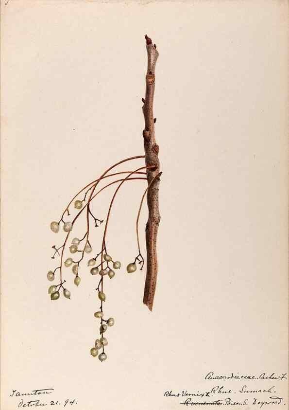 Reproducción/Reproduction 48788549788: [Water-color sketches of plants of North America and Europe]. . 