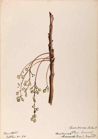 Reproducción/Reproduction 48788549788: [Water-color sketches of plants of North America and Europe]. . 