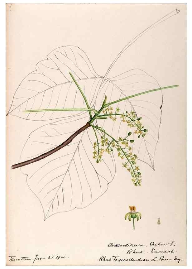 Reproducción/Reproduction 48789056937: [Water-color sketches of plants of North America and Europe]. . 