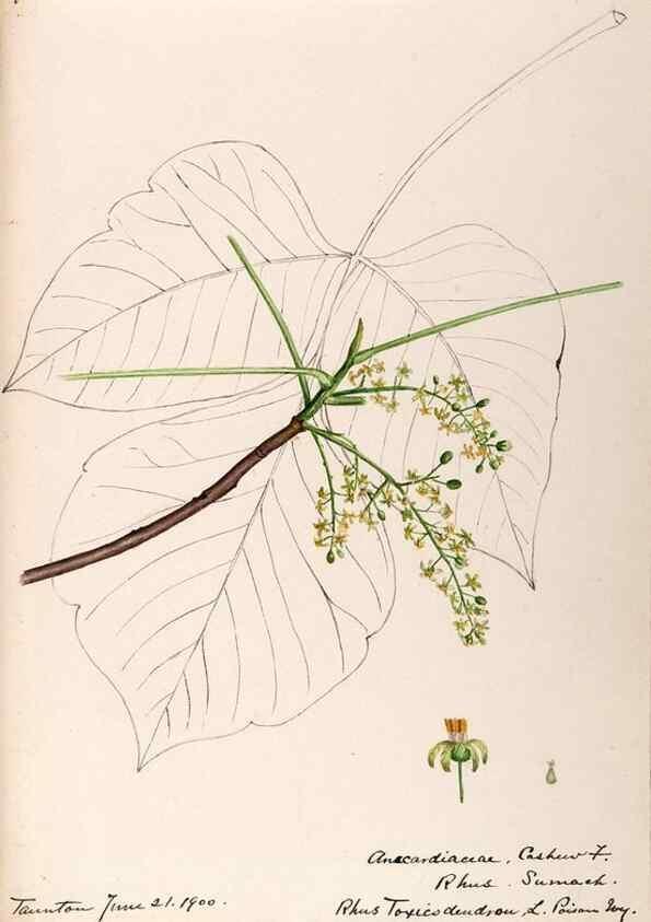 Reproducción/Reproduction 48789056937: [Water-color sketches of plants of North America and Europe]. . 
