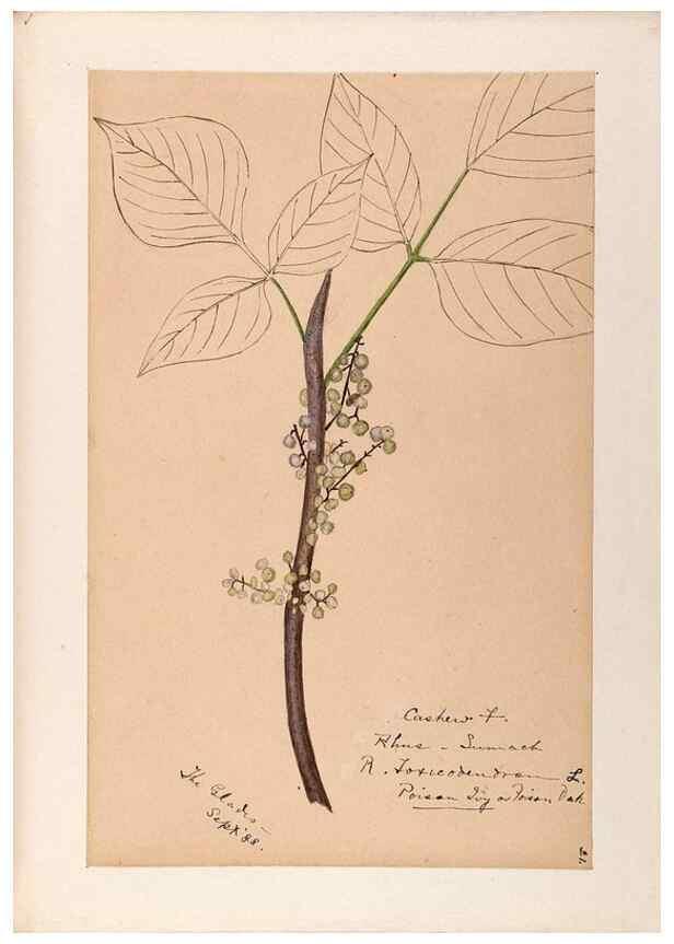 Reproducción/Reproduction 48788550378: [Water-color sketches of plants of North America and Europe]. . 