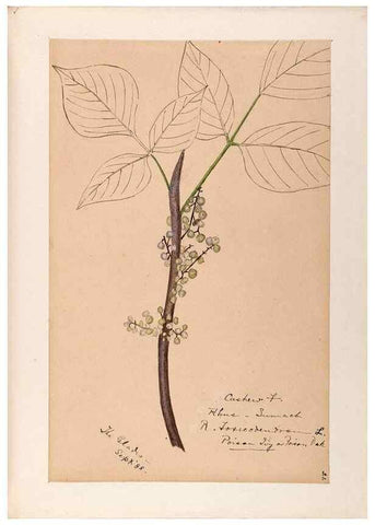 Reproducción/Reproduction 48788550378: [Water-color sketches of plants of North America and Europe]. . 