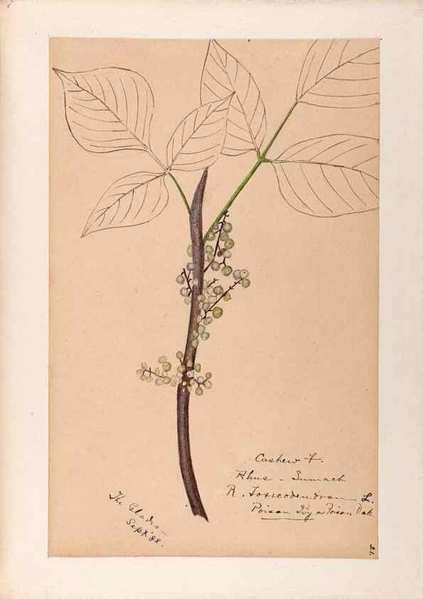 Reproducción/Reproduction 48788550378: [Water-color sketches of plants of North America and Europe]. . 