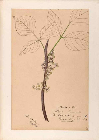 Reproducción/Reproduction 48788550378: [Water-color sketches of plants of North America and Europe]. . 