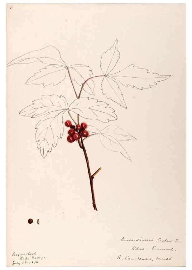 Reproducción/Reproduction 48789057582: [Water-color sketches of plants of North America and Europe]. . 
