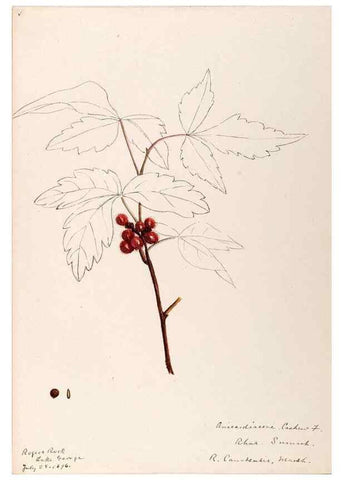 Reproducción/Reproduction 48789057582: [Water-color sketches of plants of North America and Europe]. . 