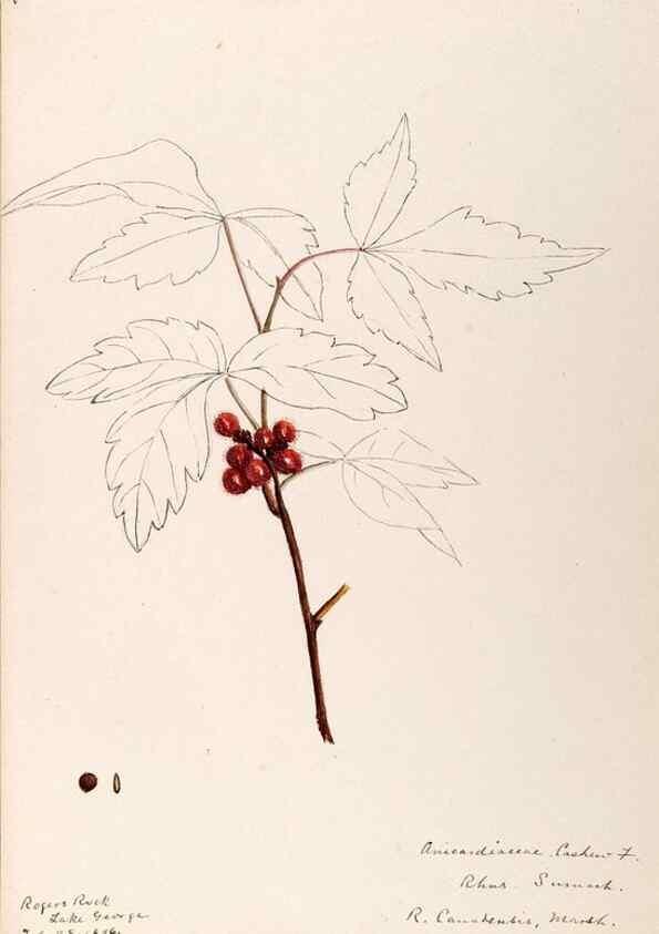 Reproducción/Reproduction 48789057582: [Water-color sketches of plants of North America and Europe]. . 