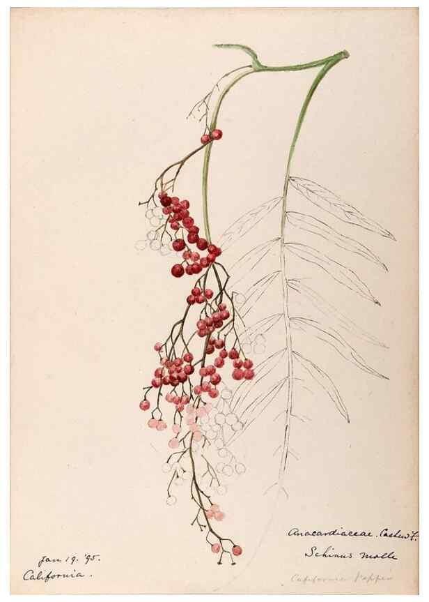 Reproducción/Reproduction 48789057922: [Water-color sketches of plants of North America and Europe]. . 