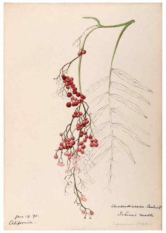 Reproducción/Reproduction 48789057922: [Water-color sketches of plants of North America and Europe]. . 