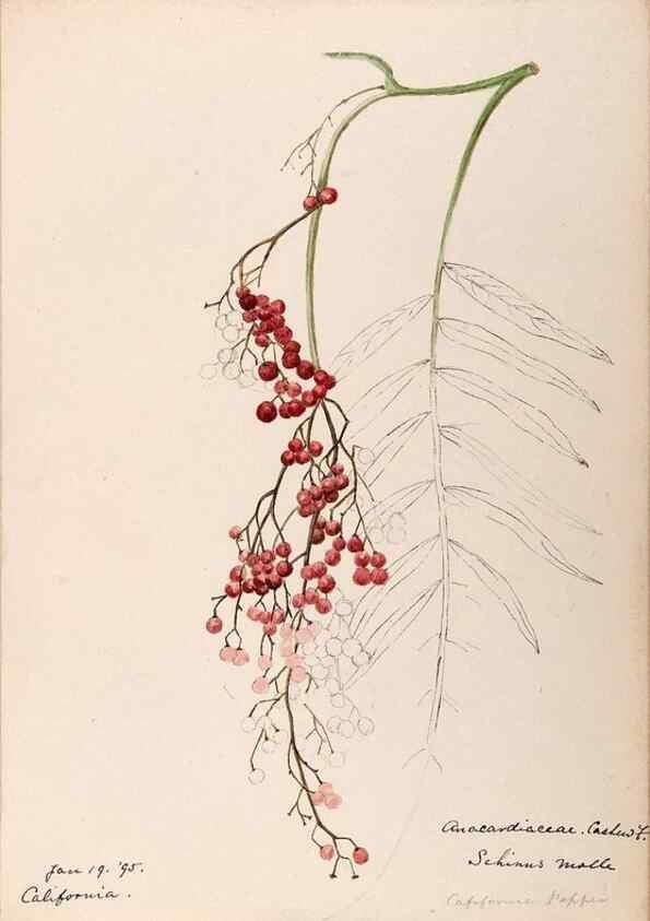 Reproducción/Reproduction 48789057922: [Water-color sketches of plants of North America and Europe]. . 