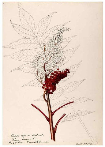 Reproducción/Reproduction 48788910366: [Water-color sketches of plants of North America and Europe]. . 